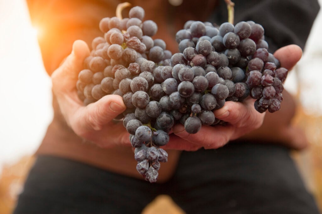 wine schools